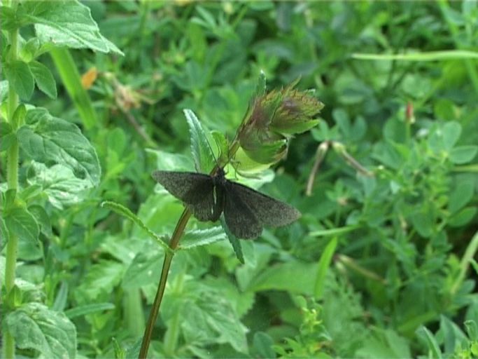 Schwarzspanner ( Odezia atrata ) : Nettersheim/Urfttal, Eifel, 30.06.2006